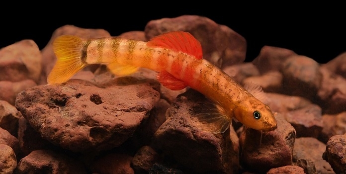 fish _1&nbsp;&nbsp;H x W: