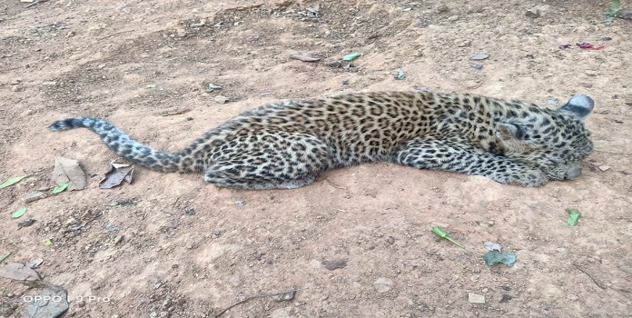 leopard cub _1  
