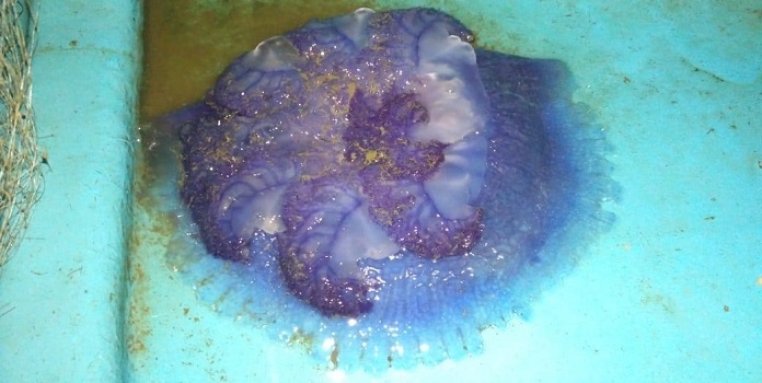 jellyfish_1  H 