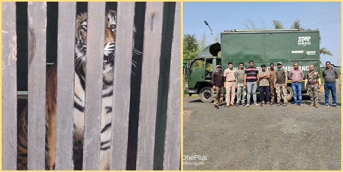 tiger_1&nbsp;&nbsp;H x W: