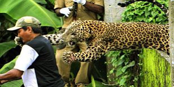 leopard attack _1 &n