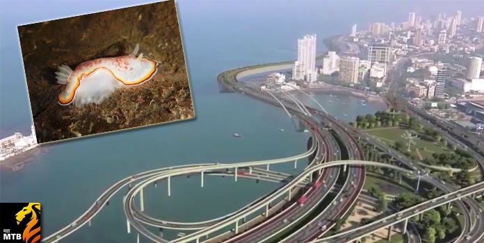 mumbai coastal road _1&nb