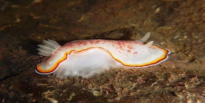 mumbai coastal road _1&nb