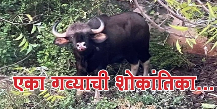 Indian Bison_1  