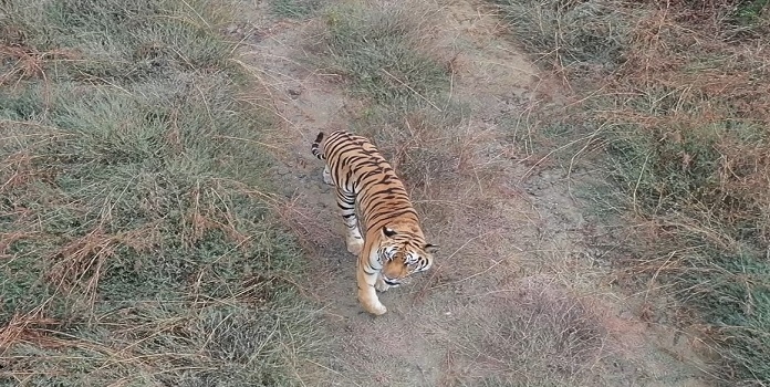 tiger safari _1 &nbs