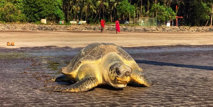 sea turtle _1&nbsp;&nbsp;