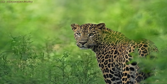 leopard _1  H x