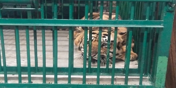 tiger_1&nbsp;&nbsp;H x W: