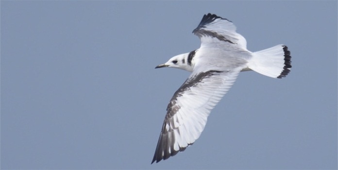 bird watching_1 &nbs