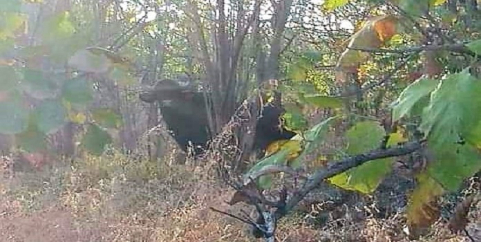 indian gaur _1&nbsp;&nbsp;