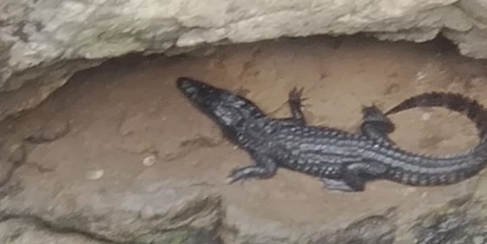 crocodile_1  H 