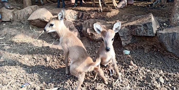 murbad _1&nbsp;&nbsp;H x 