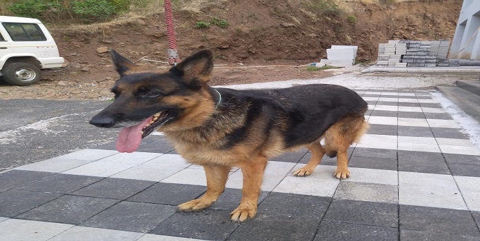 dog _1&nbsp;&nbsp;H x W: 