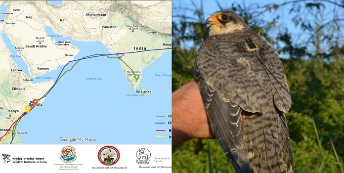 bird_1&nbsp;&nbsp;H x W: 