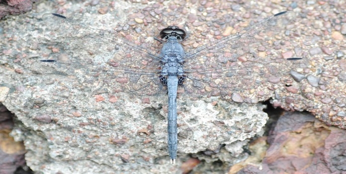 dragonfly _1  H