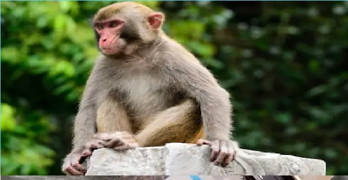 2_1&nbsp;&nbsp;H x W: 0 x