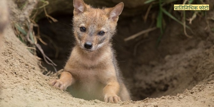 jackal _1&nbsp;&nbsp;H x 