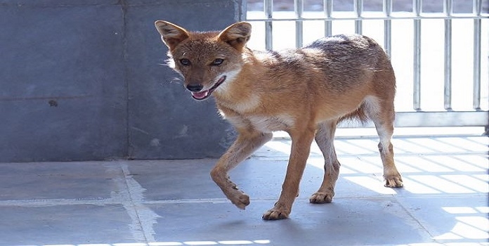 jackal _1&nbsp;&nbsp;H x 