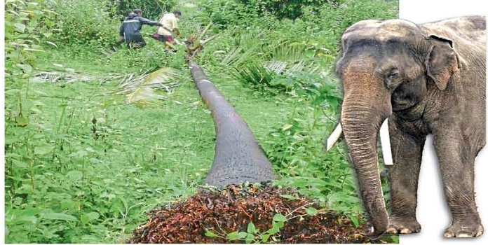 elephant _1 H elephant _1 H