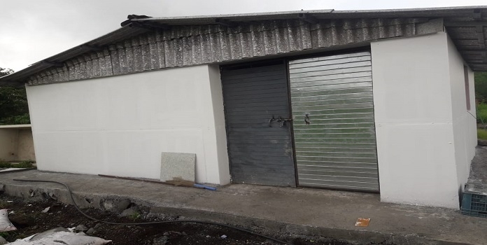 mangrove cell turtle cent