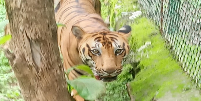tiger_1 H x W: tiger_1 H x W: