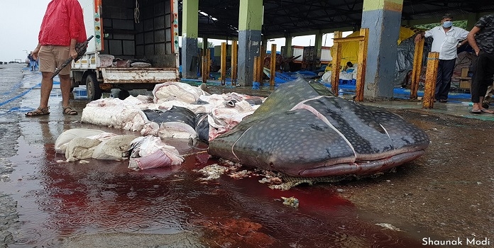 whale shark _1&nbsp;&nbsp;