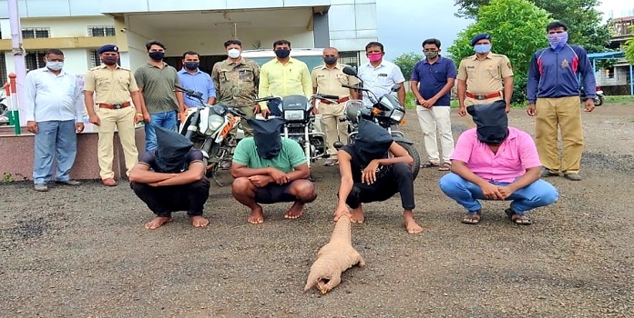 pangolin_1&nbsp;&nbsp;H x