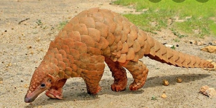 pangolin_1&nbsp;&nbsp;H x