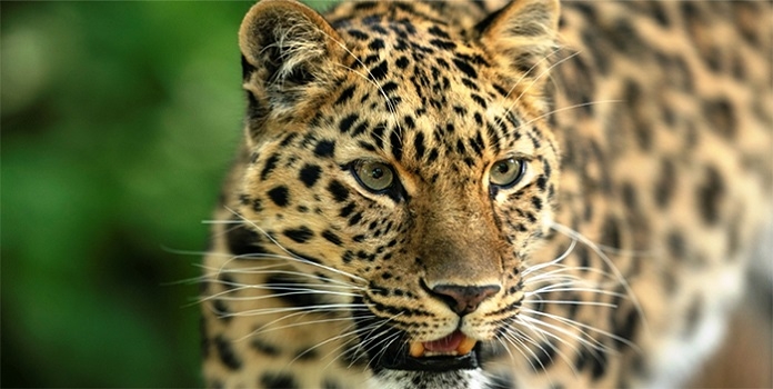 leopard _1  H x