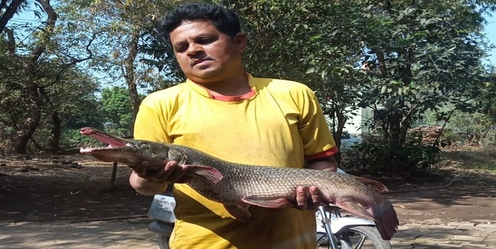 fish _1&nbsp;&nbsp;H x W: