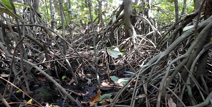 Myristica swamp_1&nbsp;&n