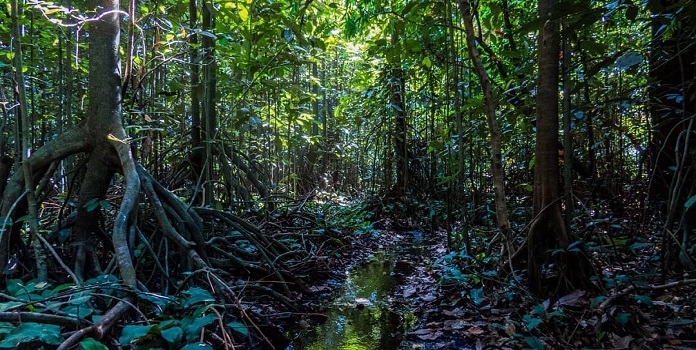 Myristica swamp_1&nbsp;&n