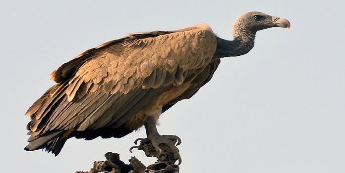 vulture_1  H x 