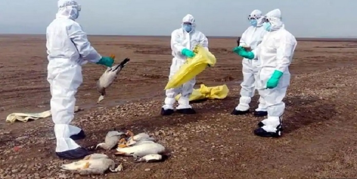 bird _1&nbsp;&nbsp;H x W: