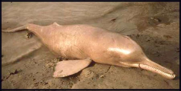 river dolphin_1&nbsp;&nbs