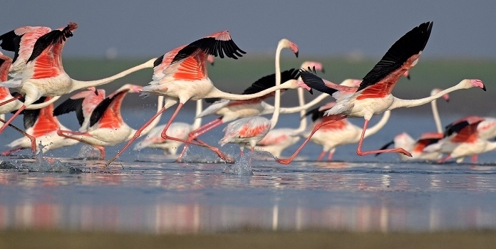flamingo _1  H 