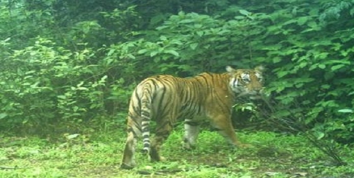 tiger_1&nbsp;&nbsp;H x W: