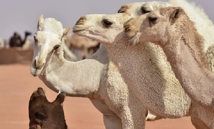 camel  _1&nbsp;&nbsp;H x 