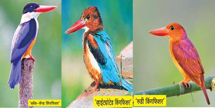 kingfisher.jpg_1