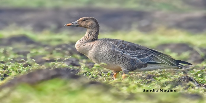 bean goose _1