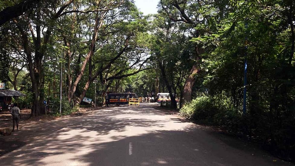 Aarey-tree roads_1 &