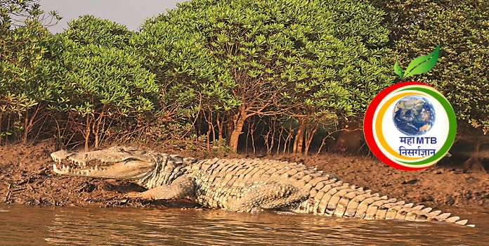 crocodile village _1 