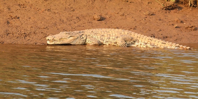 crocodile_1  H 