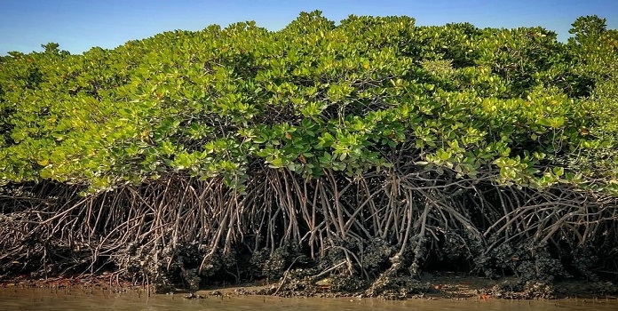 mangrove _1  H 