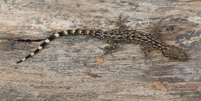 gecko _1&nbsp;&nbsp;H x W