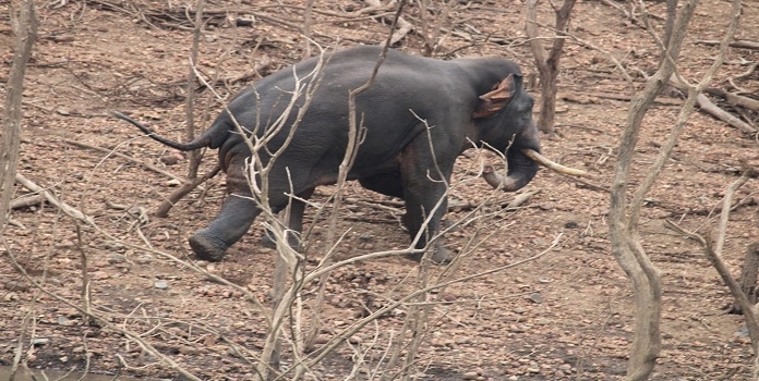 elephant _1&nbsp;&nbsp;H 