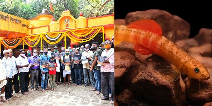 hiranyakeshi fish _1 