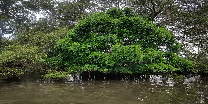 mangrove _1  H 