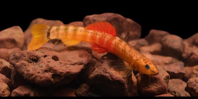 shitura hiranyakeshi _1&n