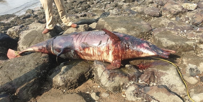 dolphine_1&nbsp;&nbsp;H x